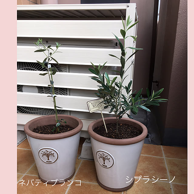akezouさんの実例写真