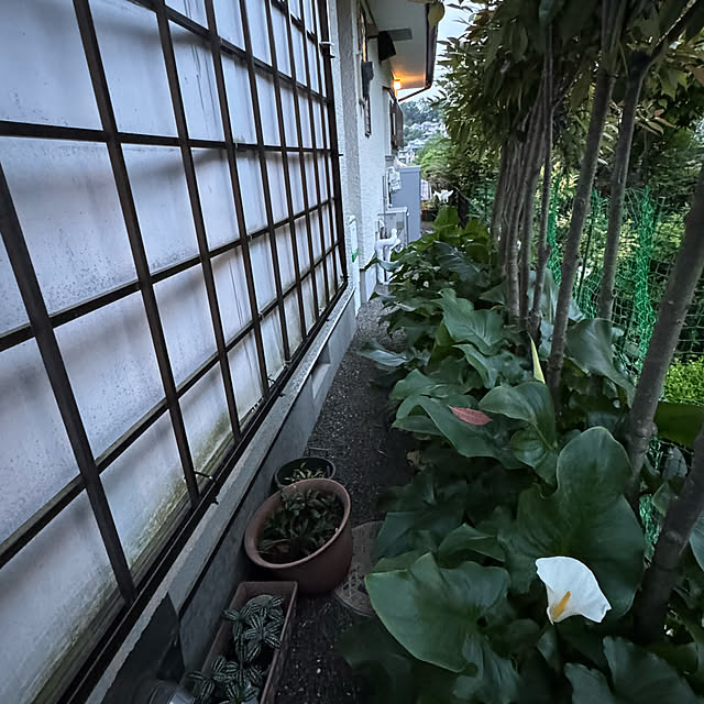 mamizaさんの部屋