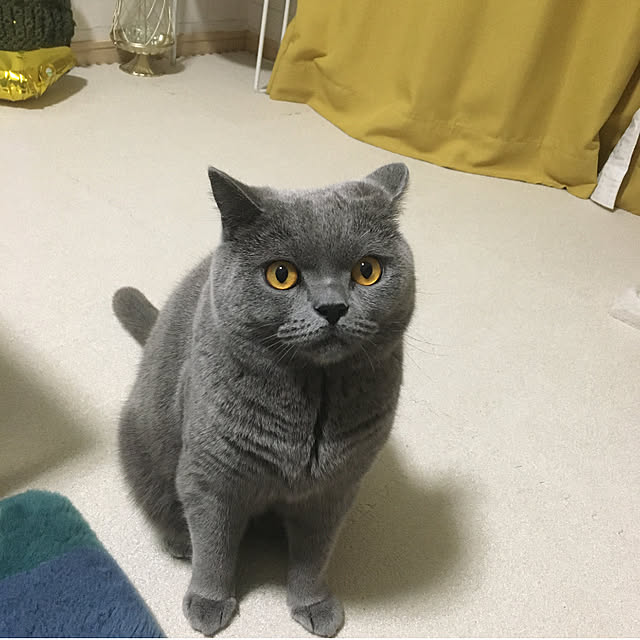 kittyさんの実例写真