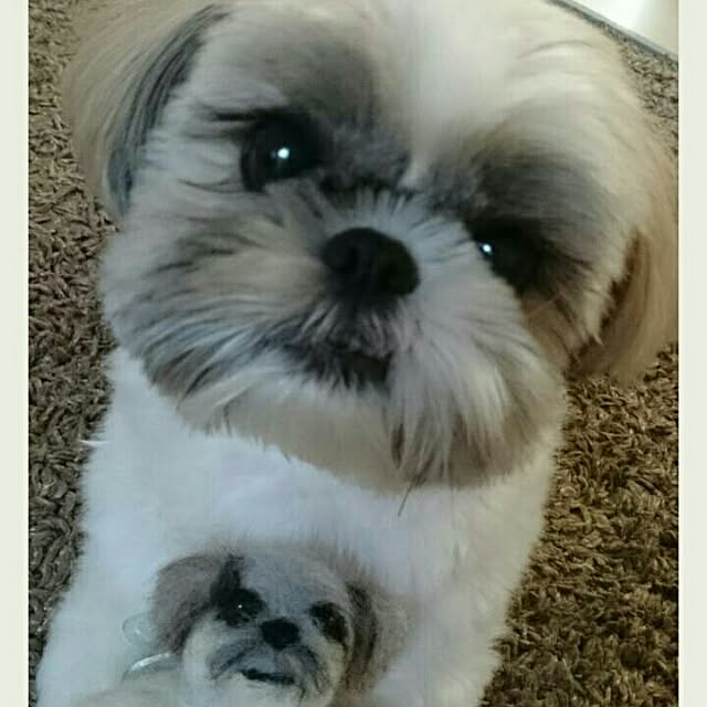 osumiさんの実例写真