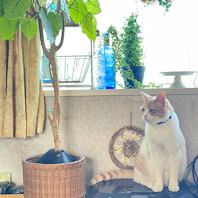 mintteaさんの実例写真