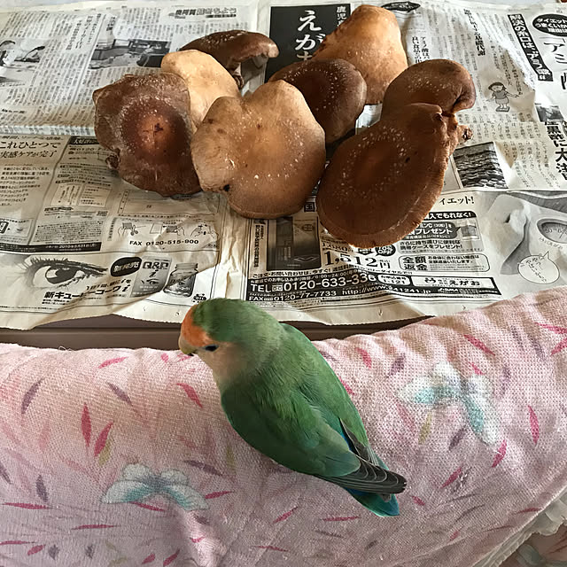 aoinokimiさんの実例写真