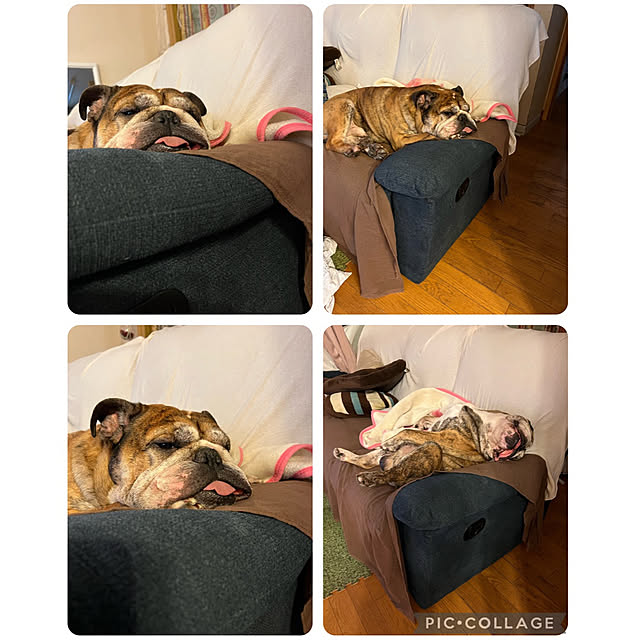 chi_gogaさんの実例写真