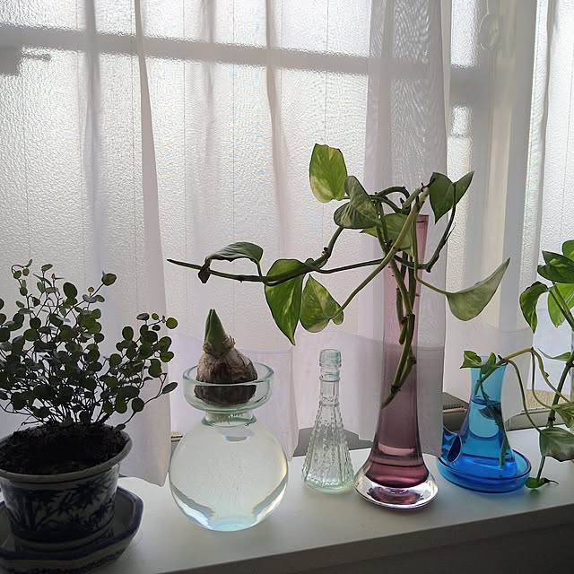 キッチン/一人暮らし/雑貨/観葉植物のインテリア実例 - 2023-03-20 18:11:55