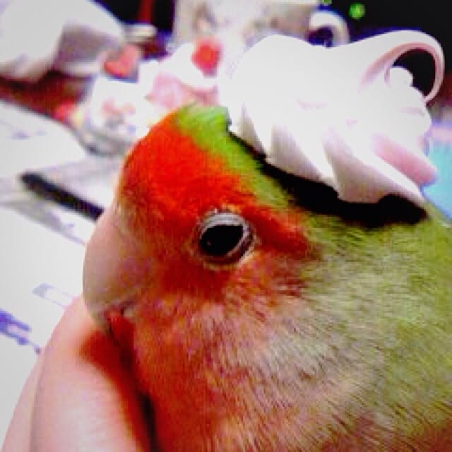 ozakiさんの実例写真
