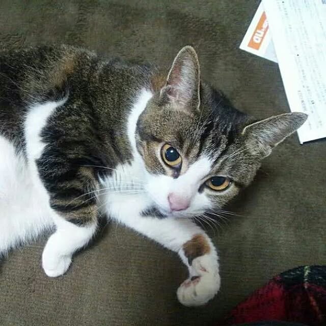 Mikaさんの実例写真