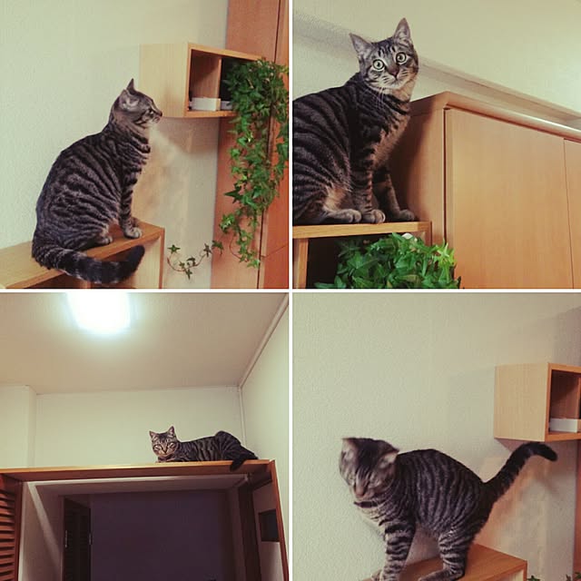 ako_a_kikoさんの実例写真