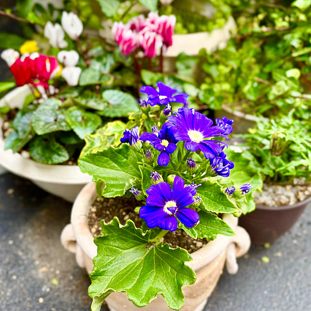 tututu0204さんの部屋