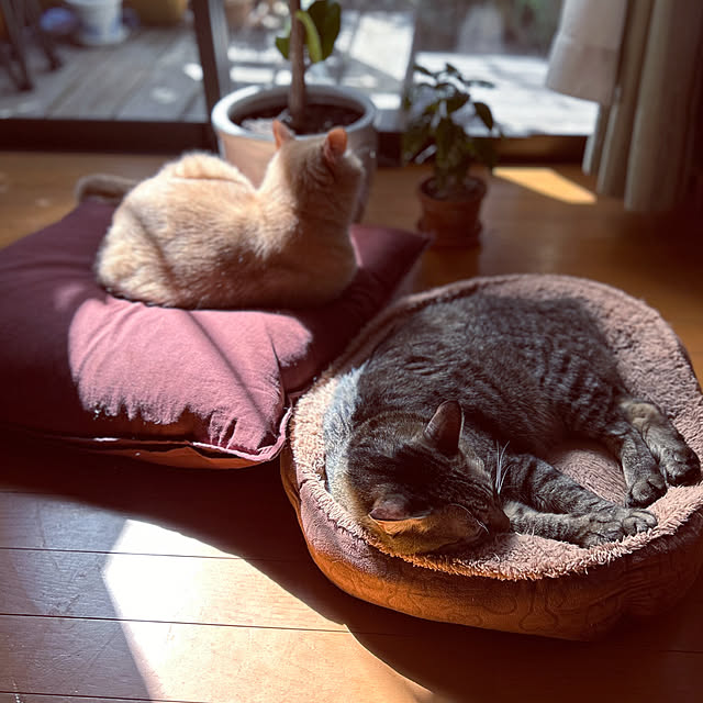 mikan161さんの実例写真