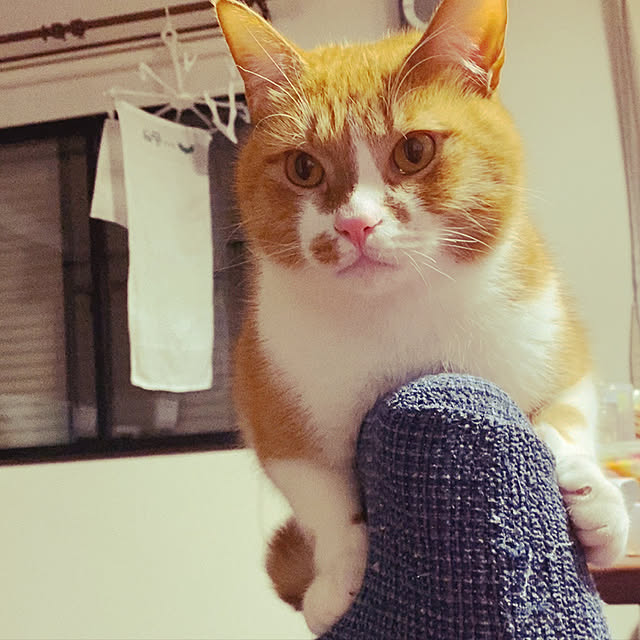 MUGIさんの実例写真