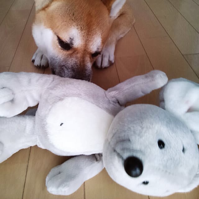 kotaさんの実例写真