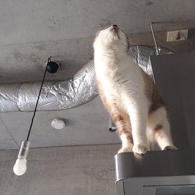 NEiGEDROiTさんの実例写真