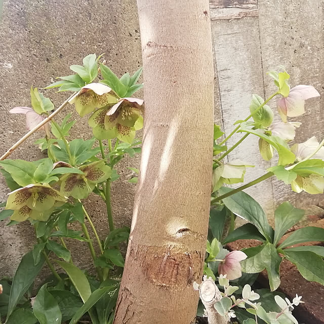hina-akeさんの実例写真
