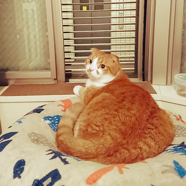 Sachiさんの実例写真