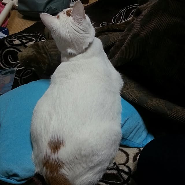 Yukikoさんの実例写真