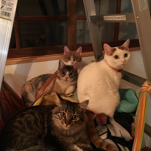 sakurasakuさんの実例写真