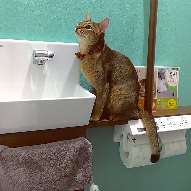 sakineko528さんの実例写真
