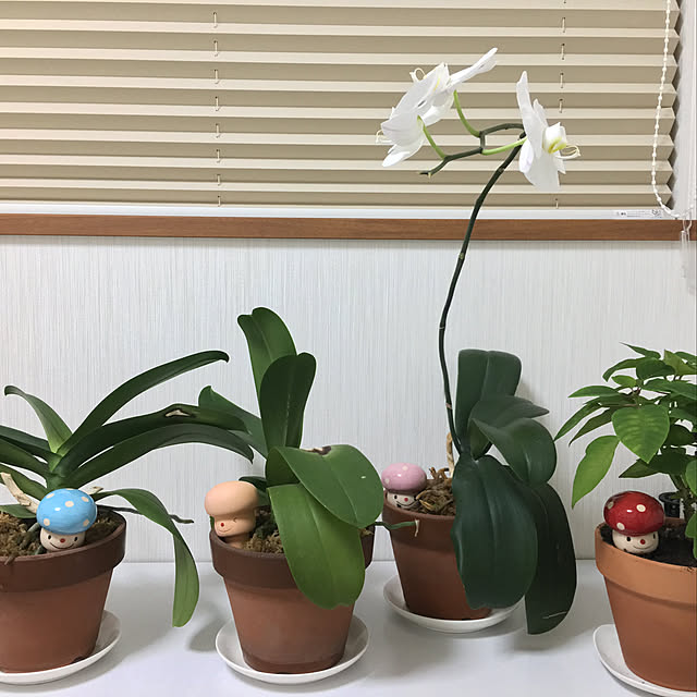 eriさんの実例写真