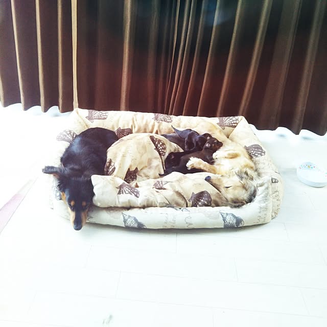 Sakiさんの実例写真