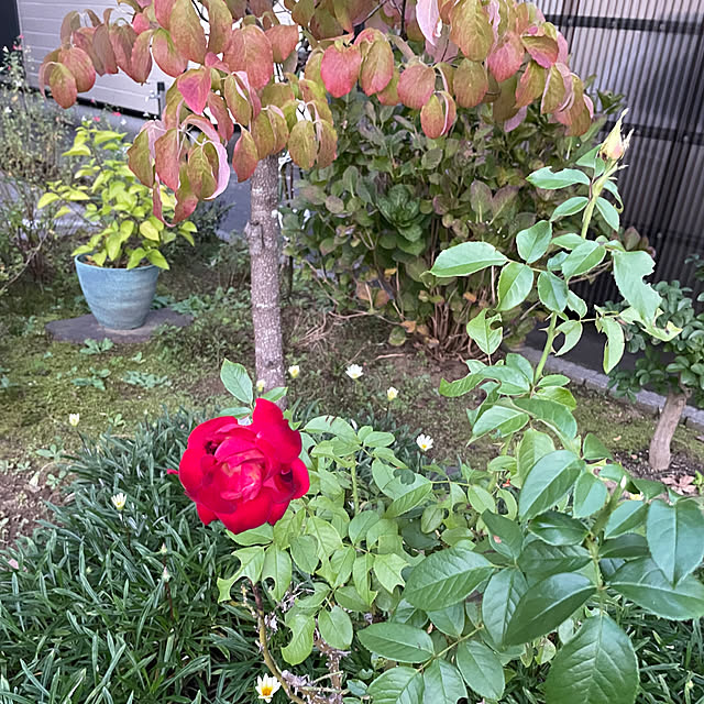 kakoさんの部屋