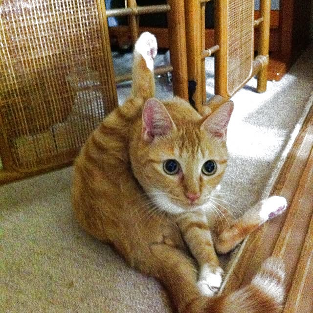 Yasumiさんの実例写真