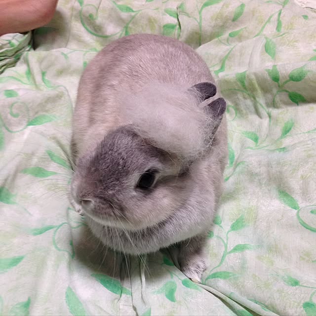 yokomokoさんの実例写真
