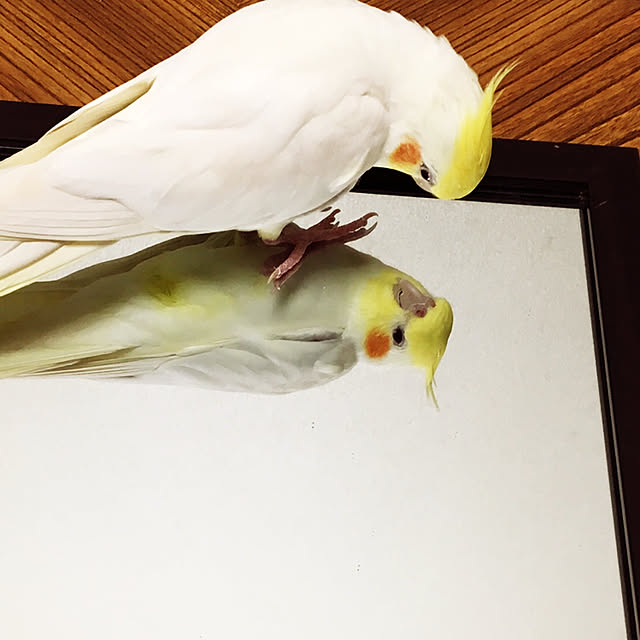 MIUOOさんの実例写真