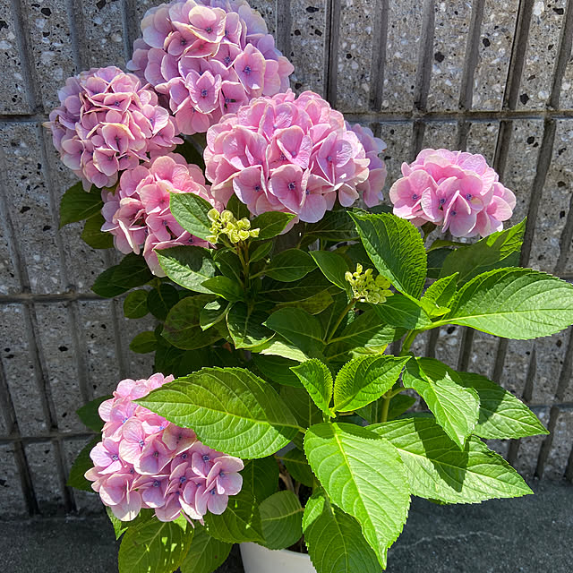 来年も咲くといいな♡/頑張って育てます/頂きました͛/鉢植え/鉢植え初心者...などのインテリア実例 - 2023-06-16 12:21:49