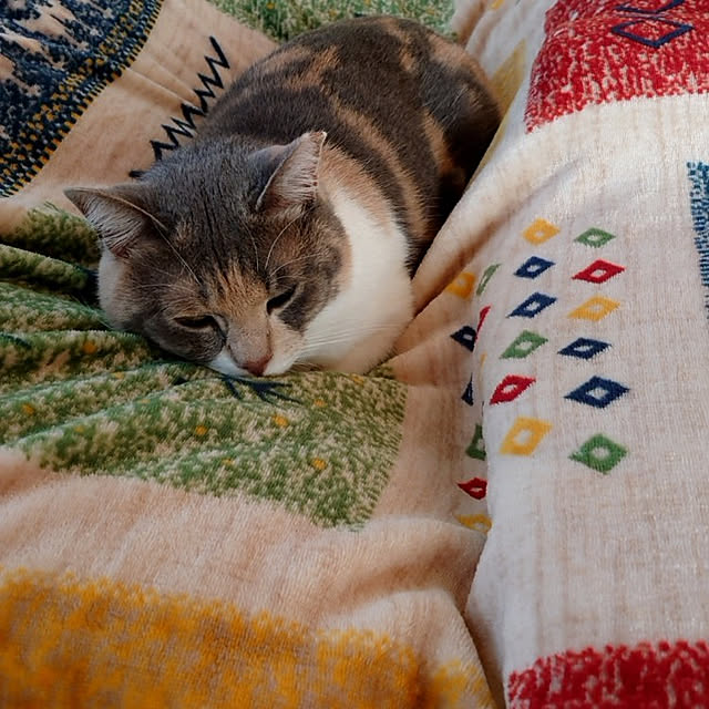 fukuさんの実例写真