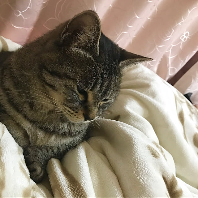 Shinさんの実例写真