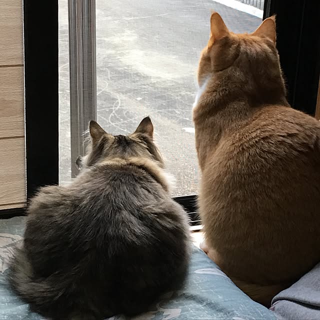 CATさんの実例写真