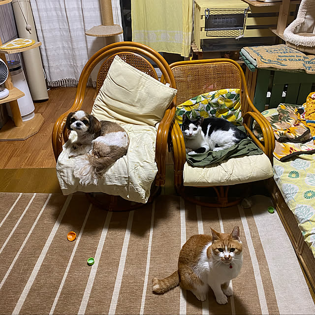 SHIHOさんの実例写真
