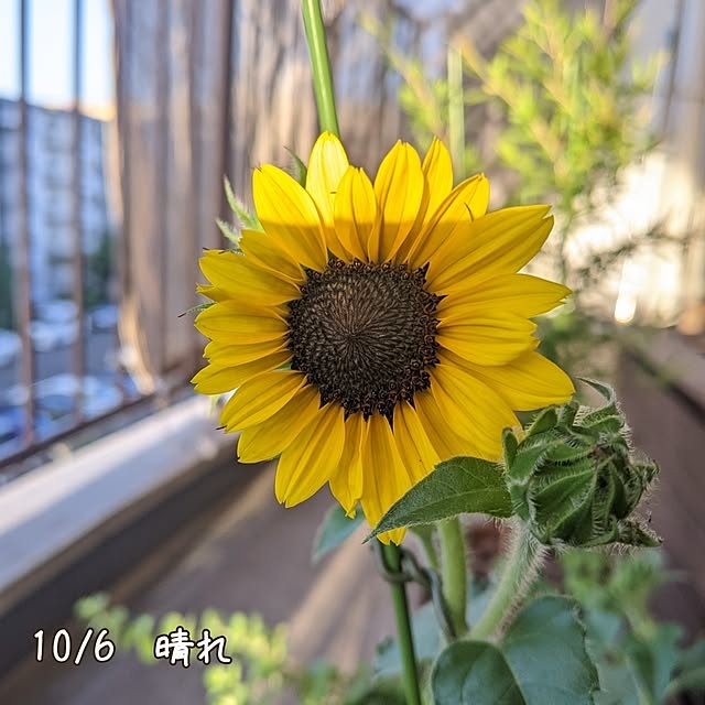 mi-saさんの部屋