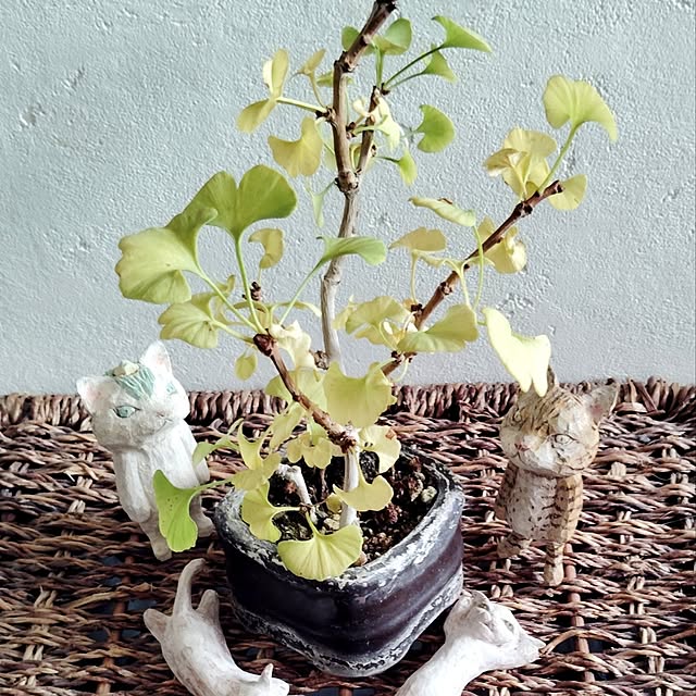 minnieさんの実例写真