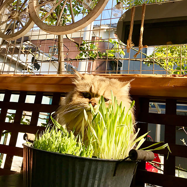 butachanさんの実例写真