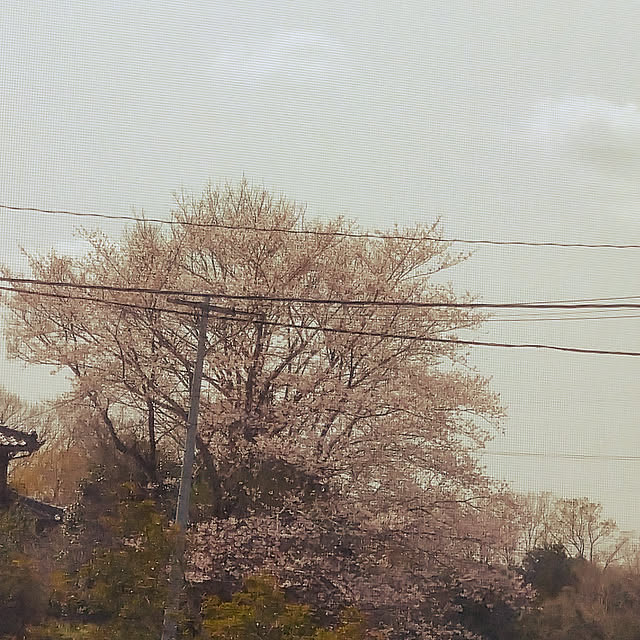 Rieさんの実例写真