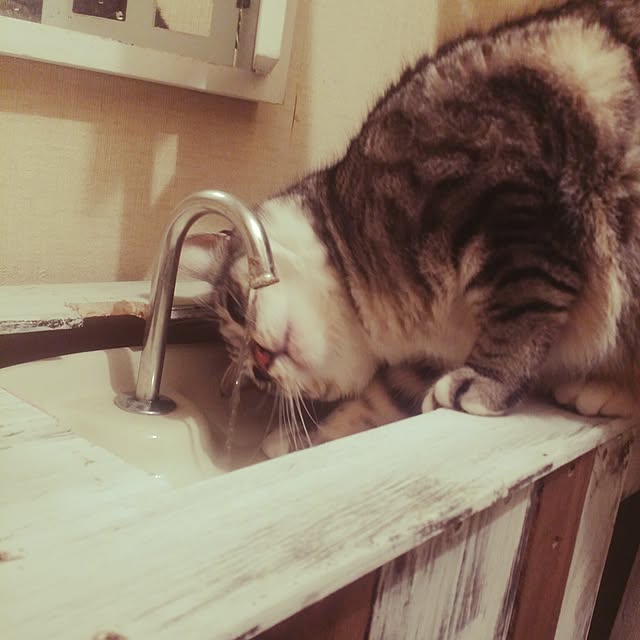 annさんの実例写真