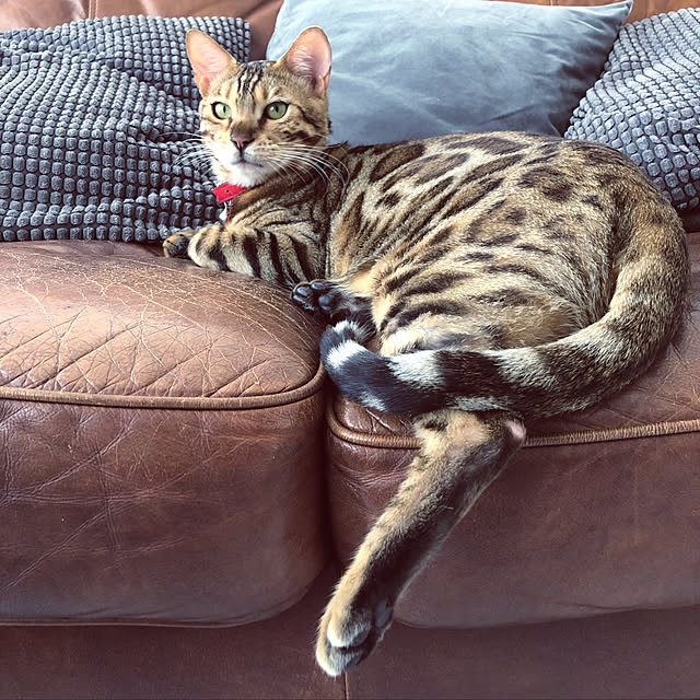 iranさんの実例写真