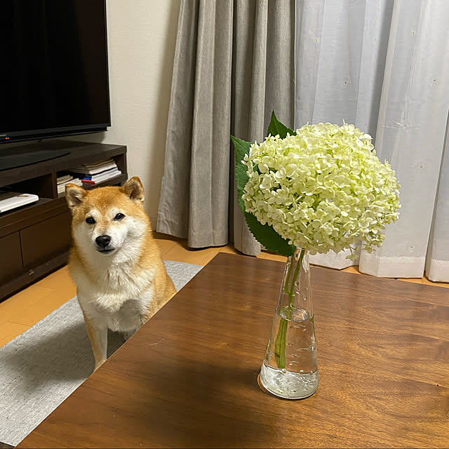 yoshieさんの実例写真