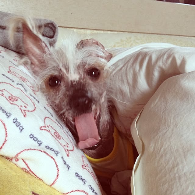 実例写真