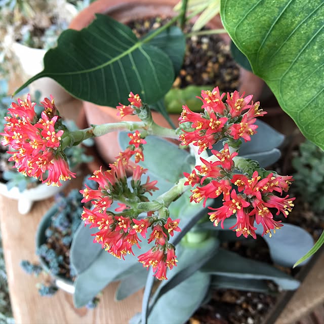 purikoさんの実例写真