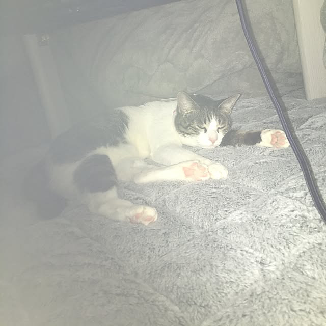 Shihoさんの実例写真