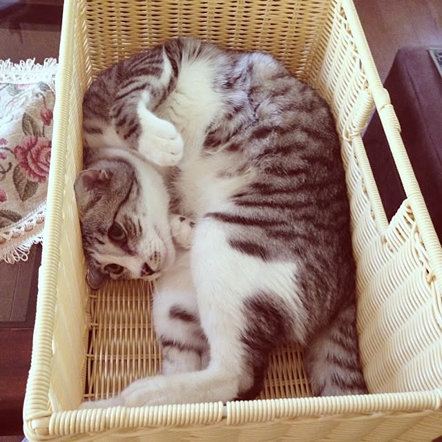 sayabananaさんの実例写真