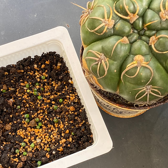 mintteaさんの実例写真