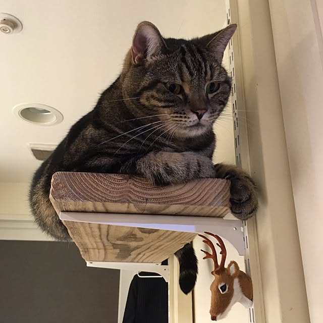 mikomaruさんの実例写真