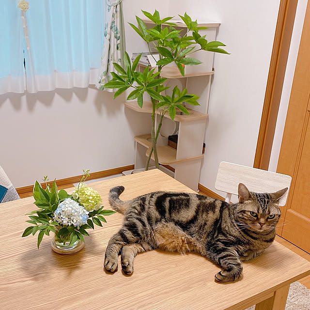 shiimiiさんの実例写真