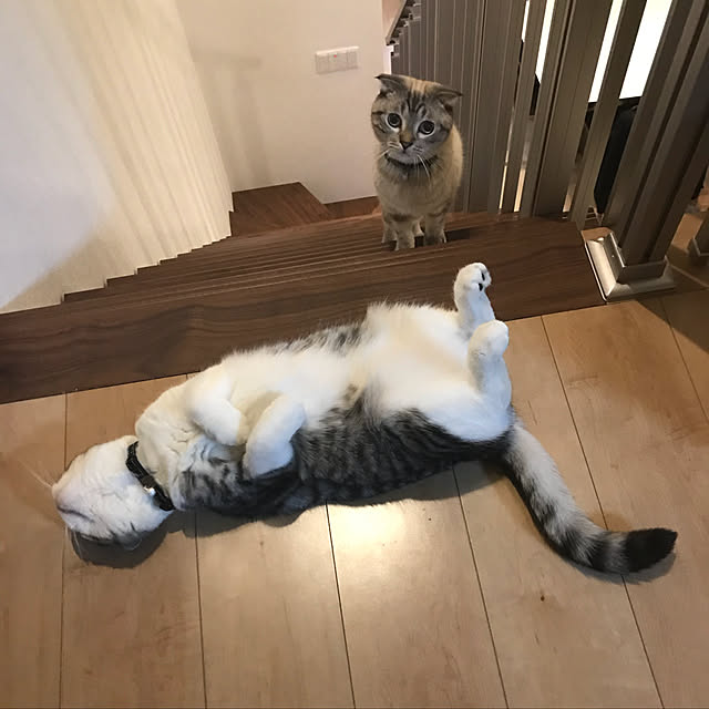 Dahliaさんの実例写真