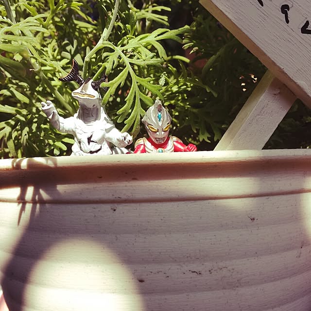 Naomiさんの実例写真