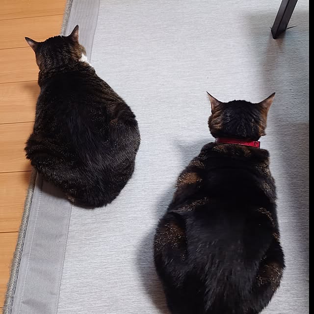 noguriさんの実例写真