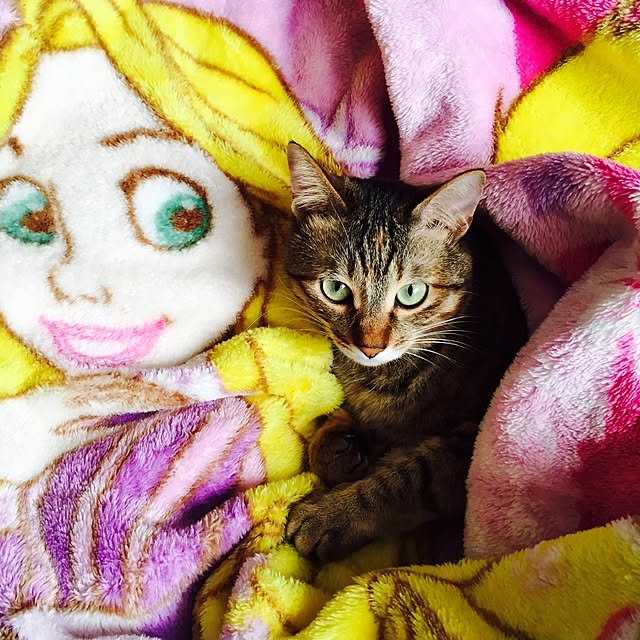 MASAさんの実例写真